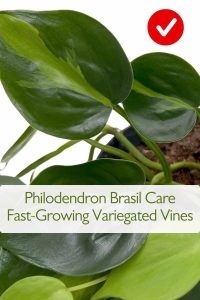 Philodendron Brasil Care
Fast-Growing Variegated Vines