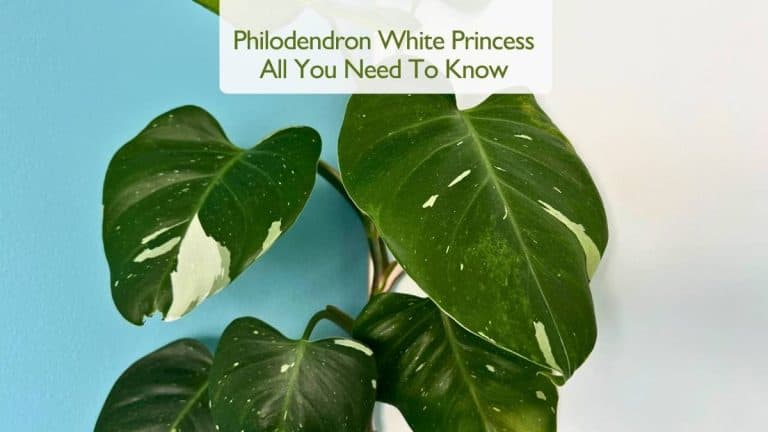 Philodendron White Princess Care All You Need To Know