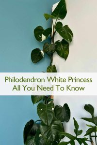 Philodendron White Princess Care
All You Need To Know