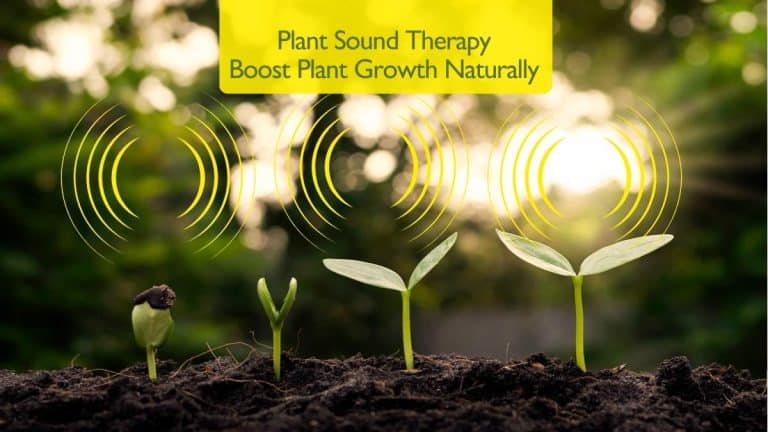 Plant Sound Therapy Boost Plant Growth Naturally