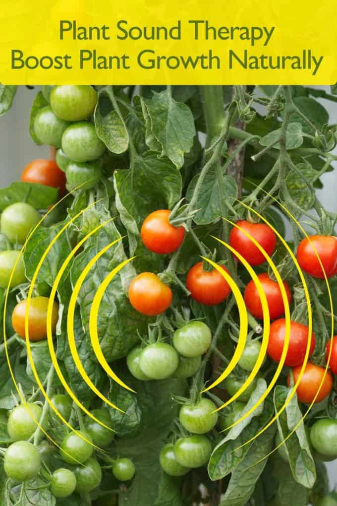 Plant Sound Therapy
Boost Plant Growth Naturally