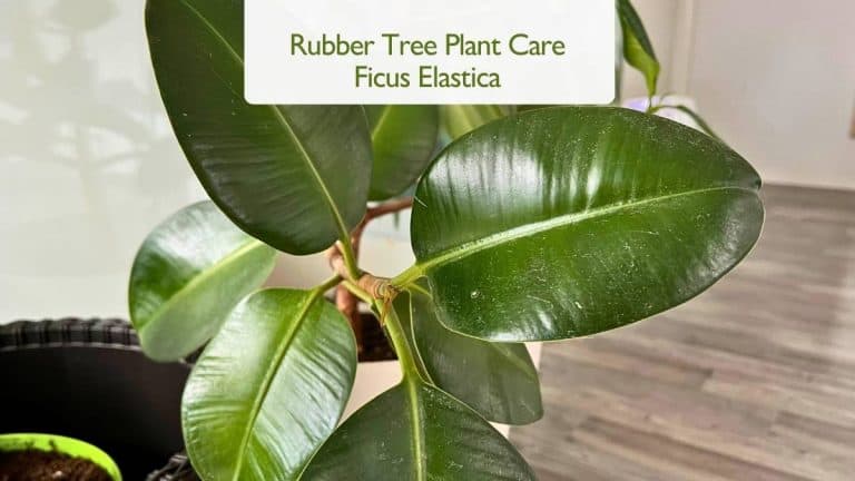 Rubber Tree Plant Care Ficus Elastica