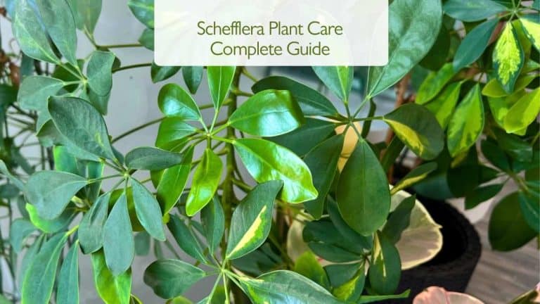 Schefflera Plant Care Complete Guide