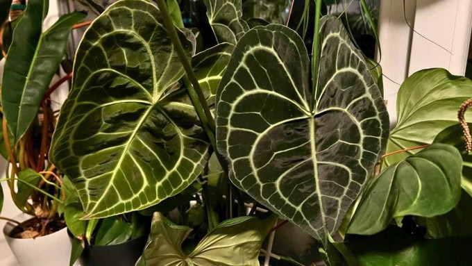 Anthurium Clarinervium Care All You Need to Know 