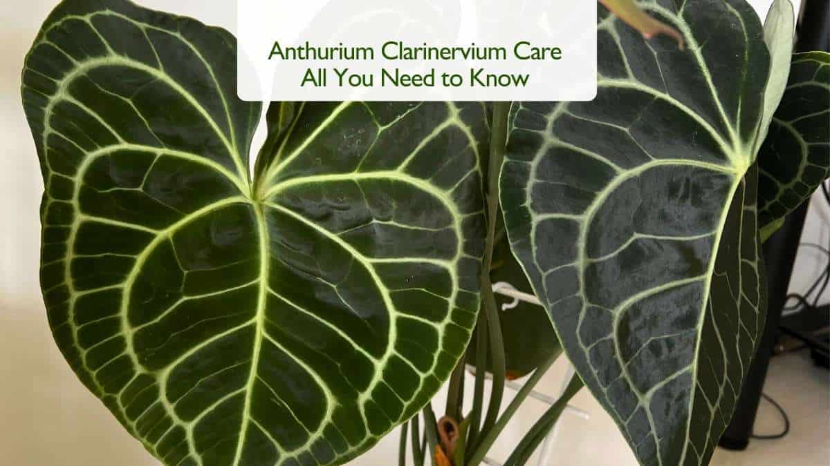 Anthurium Clarinervium Care All You Need to Know