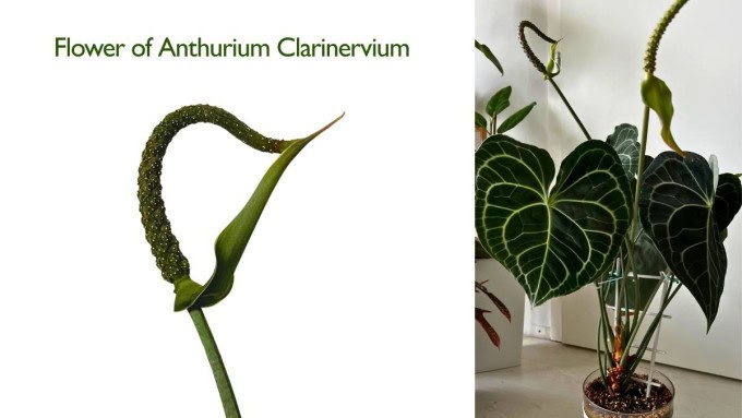 Anthurium Clarinervium Care All You Need to Know Flower of Anthurium Clarinervium