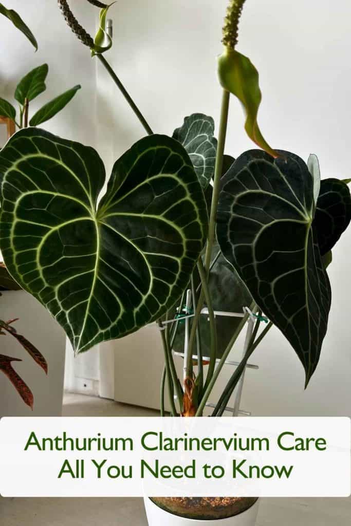 Anthurium Clarinervium Care All You Need to Know 