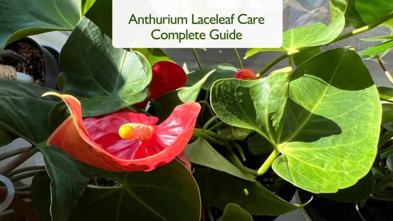 Anthurium Laceleaf Care Guide