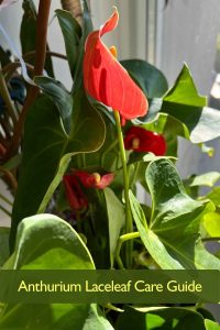 Anthurium Laceleaf Care Guide
