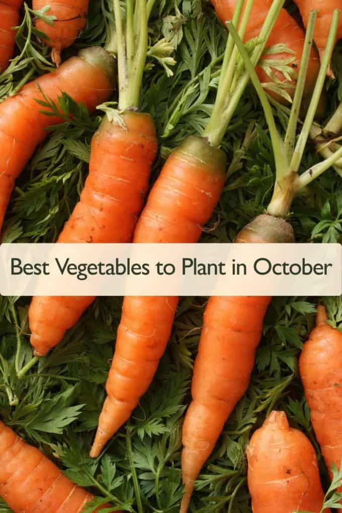 Best Edible Plants to Plant in October: Vegetables, Greens & Herbs Carrots