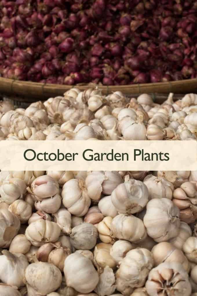 Best Edible Plants to Plant in October: Vegetables, Greens & Herbs Garlic