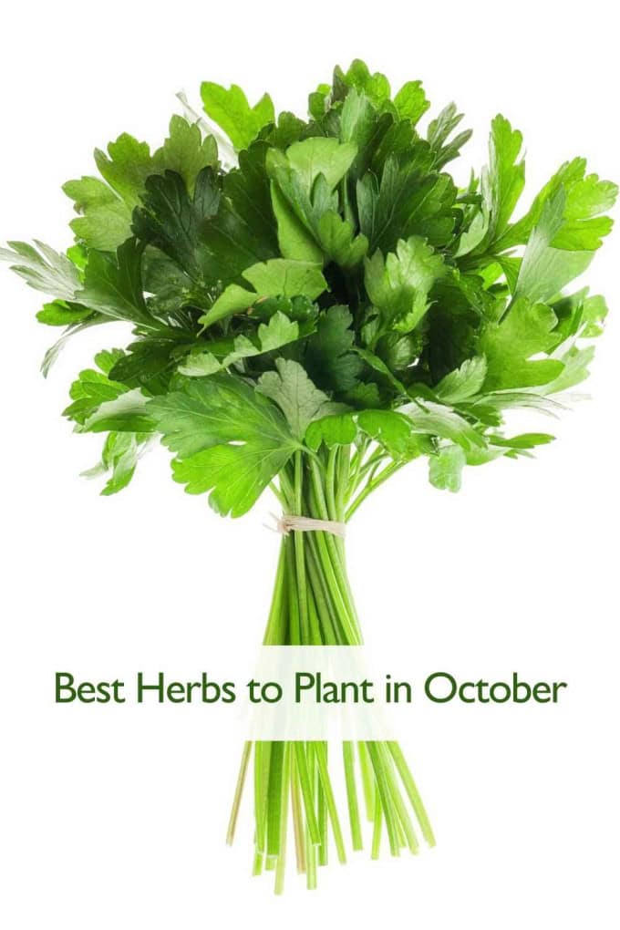 Best Edible Plants to Plant in October: Vegetables, Greens & Herbs Parsley