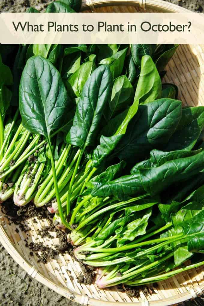 Best Edible Plants to Plant in October: Vegetables, Greens & Herbs Spinach