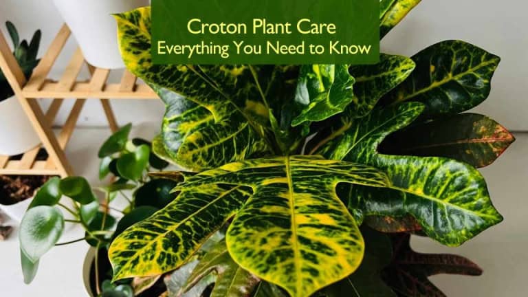 Croton Plant Care Everything You Need to Know