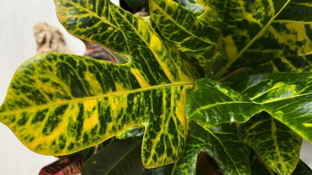 Croton Plant Care 
Everything You Need to Know