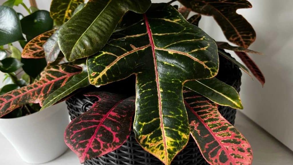 Croton Plant Care 
Everything You Need to Know