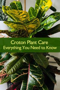 Croton Plant Care 
Everything You Need to Know