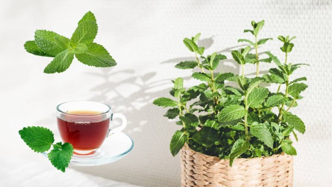 Mint in a container on a sunny windowsill, one of the most refreshing and easy herbs to grow at home.