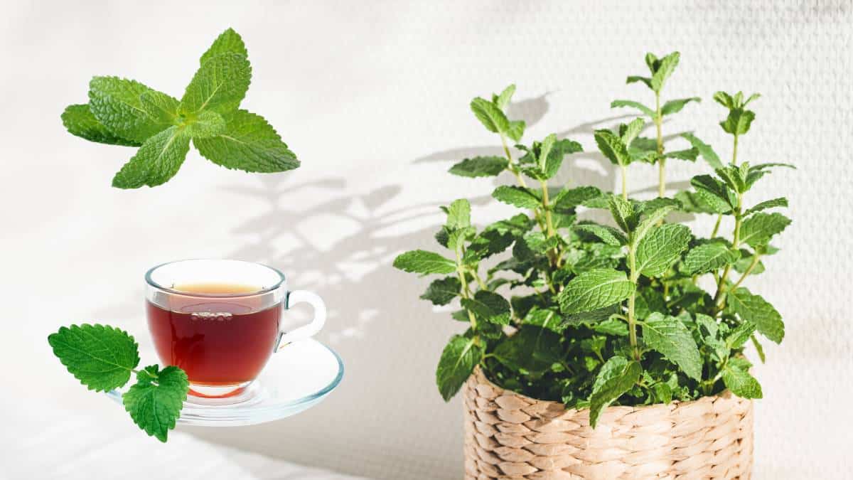 Easy Herbs to Grow at Home: 7 Beginner-Friendly Picks for Year-Round Flavor