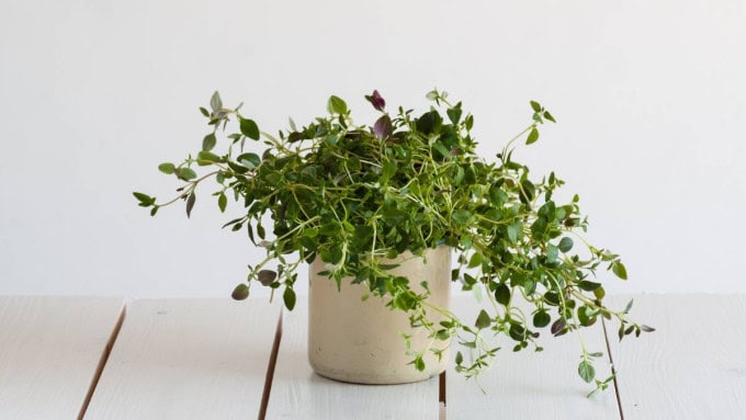 Oregano with lush green leaves in a balcony pot, a flavorful option among the easy herbs to grow at home.