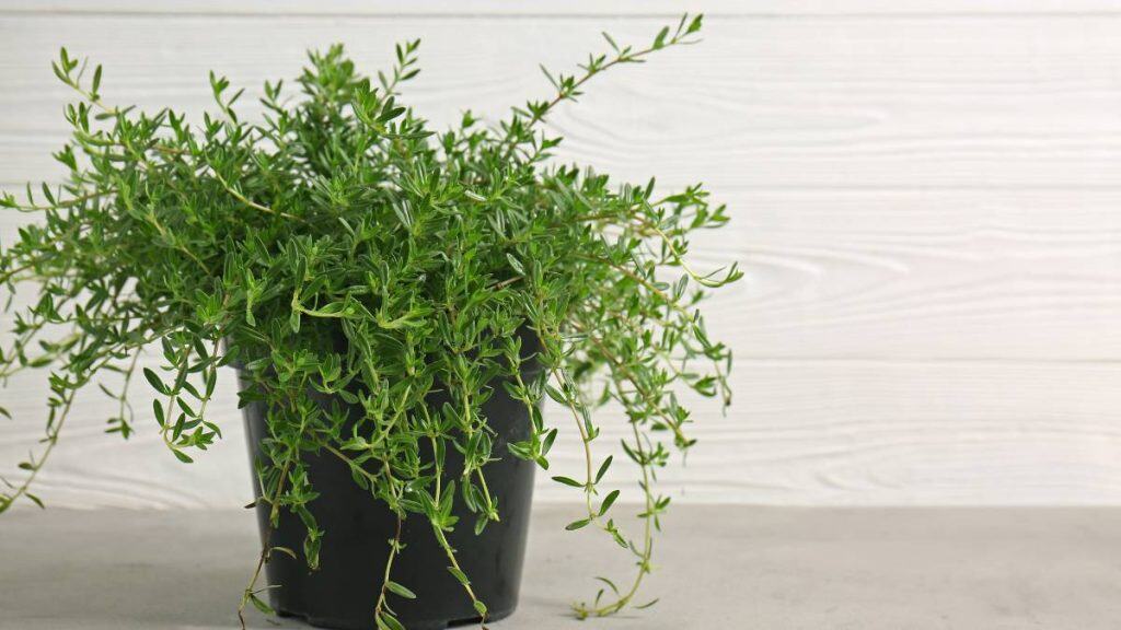 Thyme plant growing in a terracotta pot with bright light, proving thyme is one of the easy herbs to grow at home.
