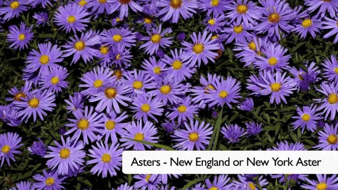 Fall Balcony Plants - Asters - New England & New York Aster