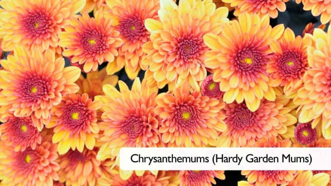 Fall Balcony Plants Chrysanthemums Hardy Garden Mums
