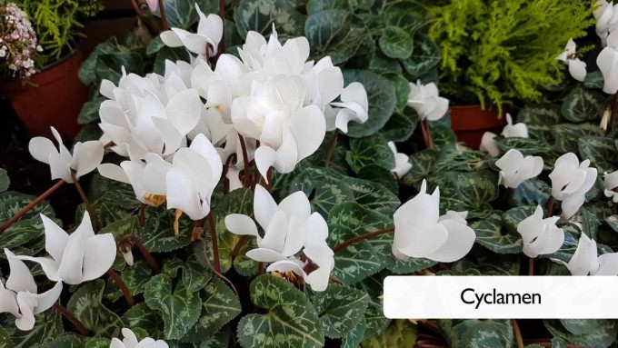 Fall Balcony Plants- Cyclamen
