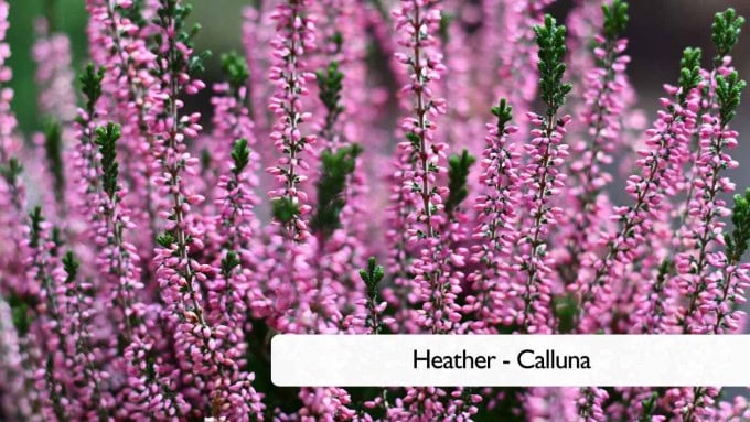 Fall Balcony Plants Heather - Calluna