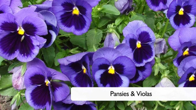 Fall Balcony Plants Pansies & Violas