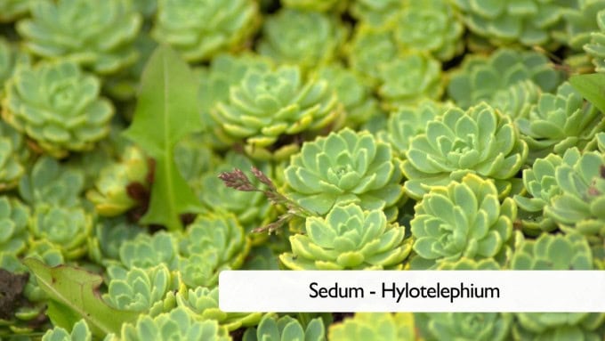 Fall Balcony Plants Sedum - Hylotelephium Autumn Joy & co