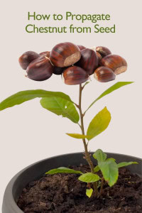 How to Grow a Chestnut Tree from Seed