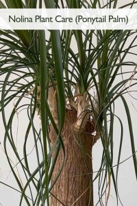 Nolina Plant Care (Ponytail Palm): Complete Indoor Care Guide