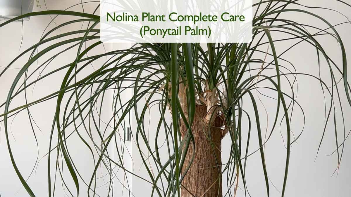 Nolina Plant Care (Ponytail Palm): Complete Indoor Care Guide