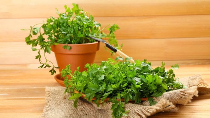 Flat-leaf parsley thriving in a clay pot indoors, showing how parsley is one of the easy herbs to grow at home.