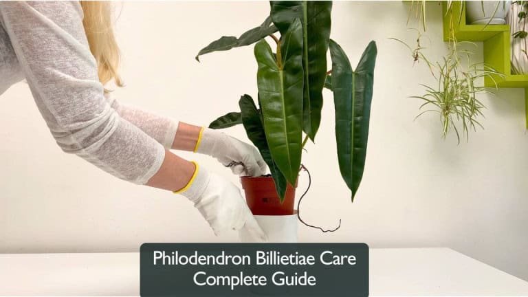 Philodendron Billietiae Care Complete Guide