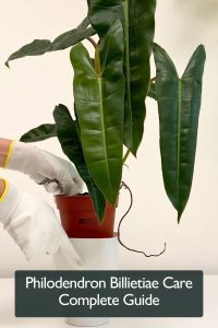 Philodendron Billietiae Care Complete Guide