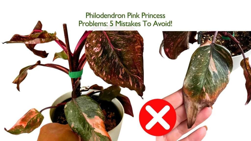 Philodendron Pink Princess Problems: 5 Mistakes to Avoid
