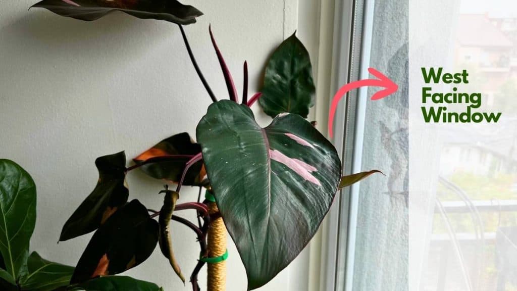 Philodendron Pink Princess Problems: West Facing Window 