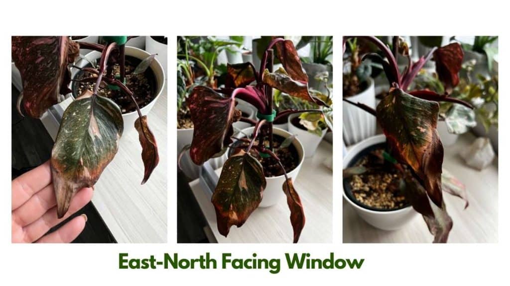 Philodendron Pink Princess problems - damaged leaves from east-north facing window, low humidity, and overwatering
