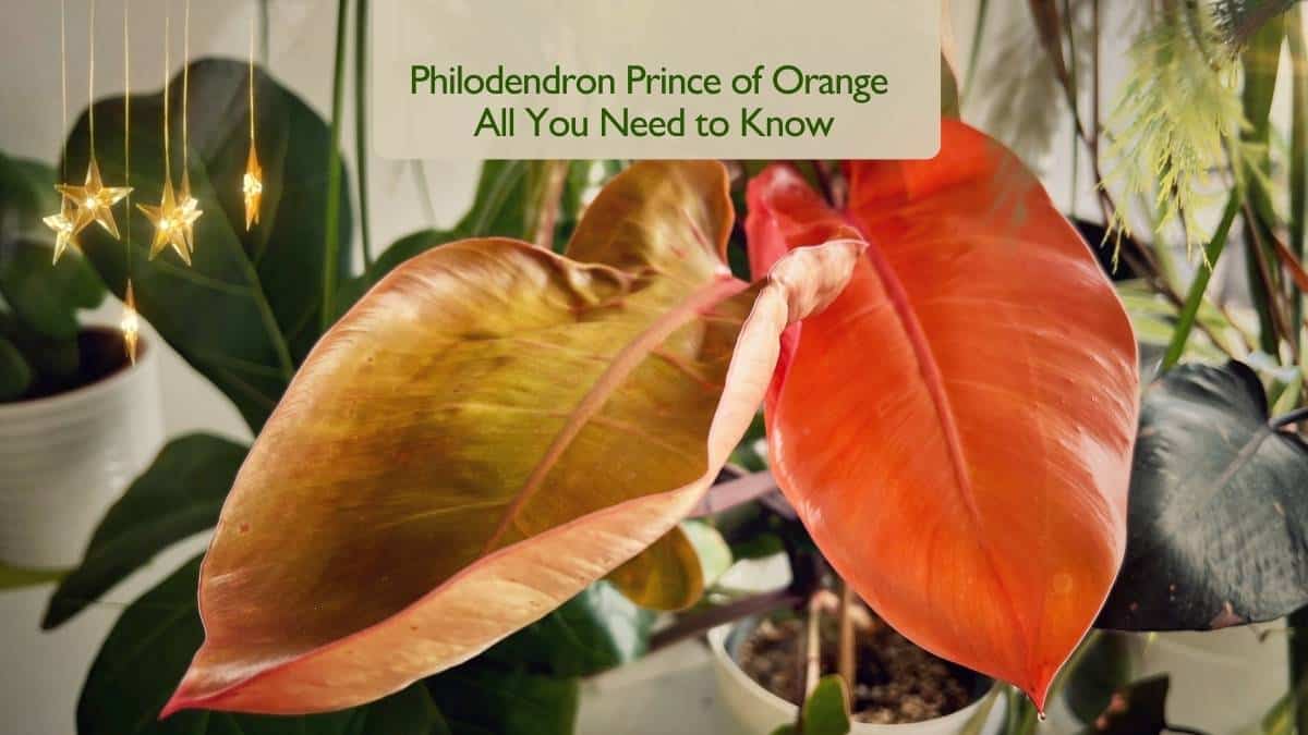 Philodendron Prince of Orange All You Need to Know