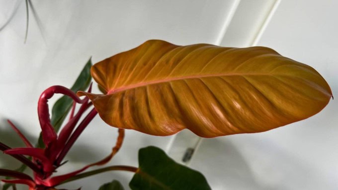 Philodendron Prince of Orange
Leaf Color