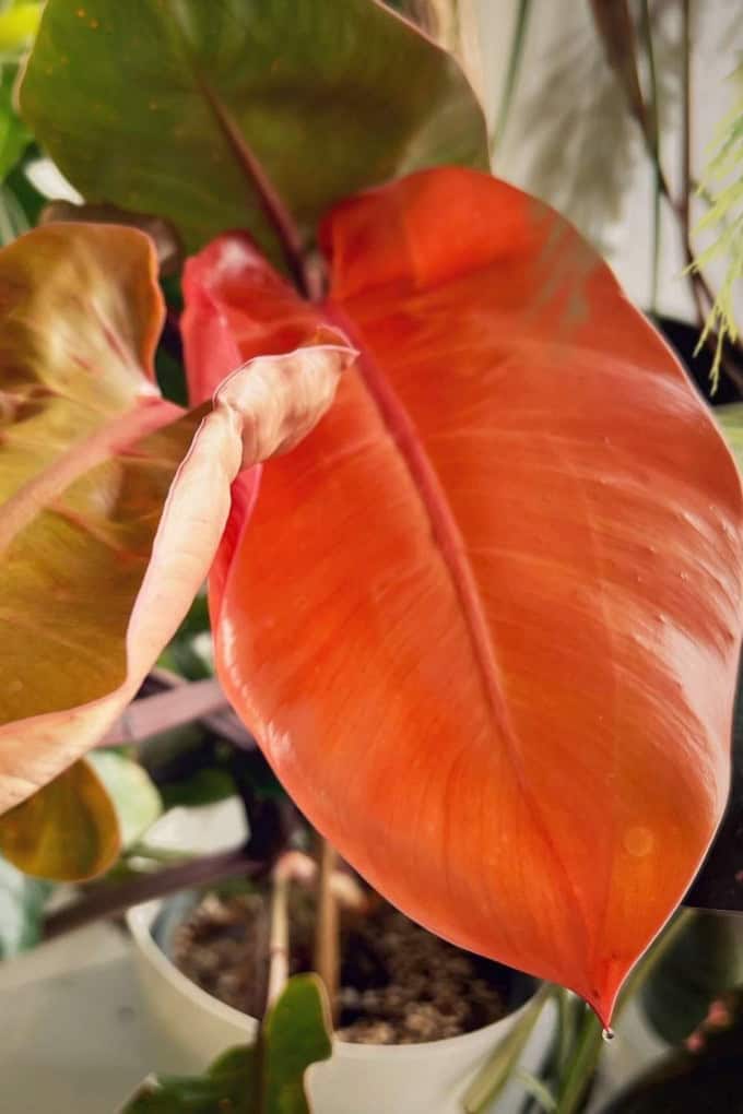 Philodendron Prince of Orange care