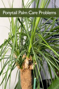 Ponytail Palm Care Problems 5 Mistakes to Avoid