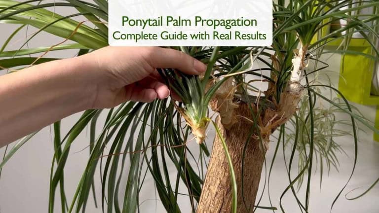 Ponytail Palm Propagation Complete Guide with Real Results
