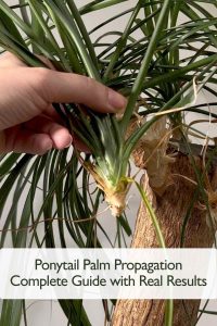 Ponytail Palm Propagation
Complete Guide with Real Results
