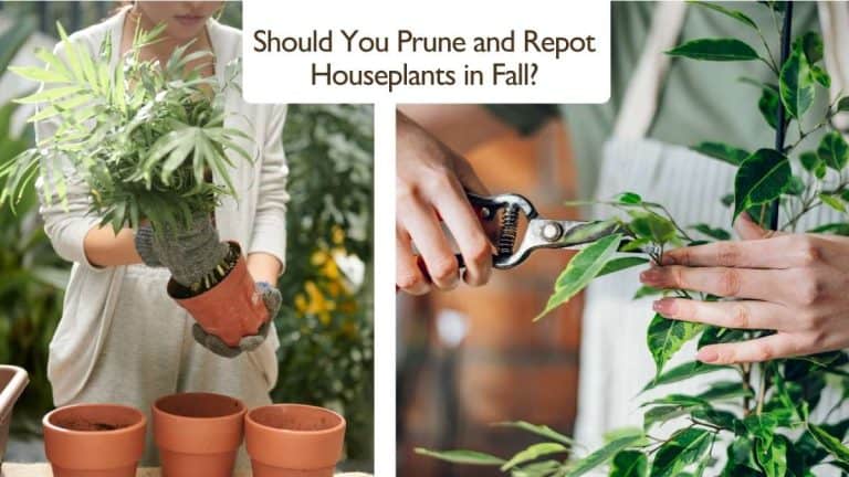 Pruning and Repotting Houseplants in Fall