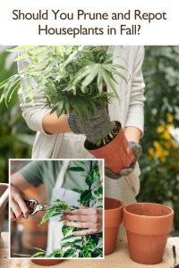 Pruning and Repotting Houseplants in Fall