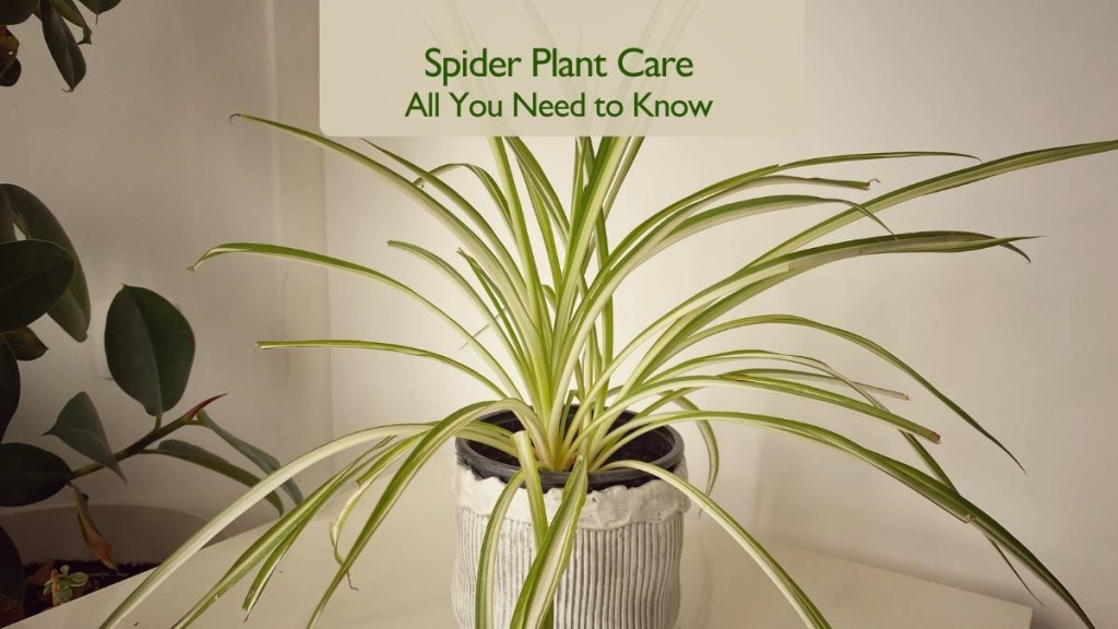 Spider Plant Care All You Need to Know
