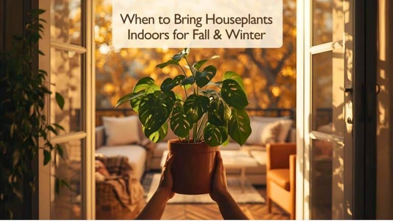 Group of tropical plants on a patio table, showing the right time when to bring houseplants indoors for winter